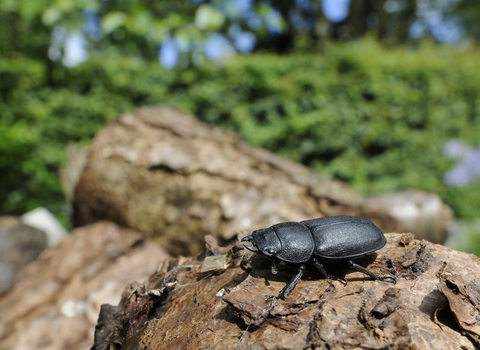 A lesser stag beetle standing on a pile of logs in a garden. It's a large black beetle, with a broad body and head giving it an oblong look. 