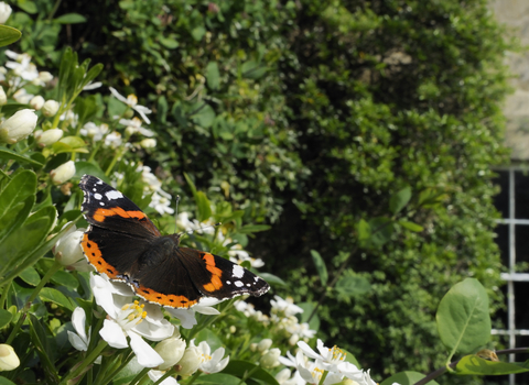 A red admiral butterfly, with dark wings with bright orange bands, and white spots in the leading corner. Its feeding on the white flowers of an orange blossom tree