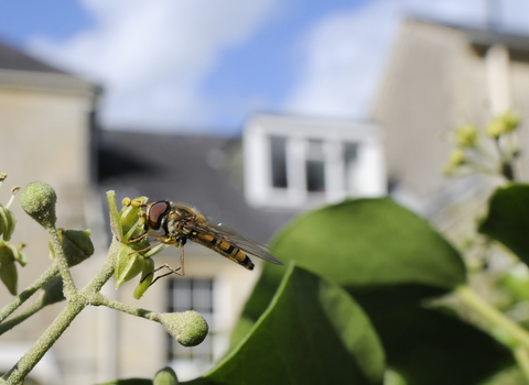 A marmalade hoverfly feeding on an ivy flower in a garden, with a house in the background. The hoverfly is small, slender and yellow with black lines across the abdomen