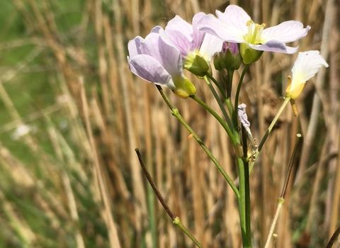 The tiny orange egg of an orange-tip caterpillar, laid on the thin green stem of a cuckooflower plant, which has pale pink flowers