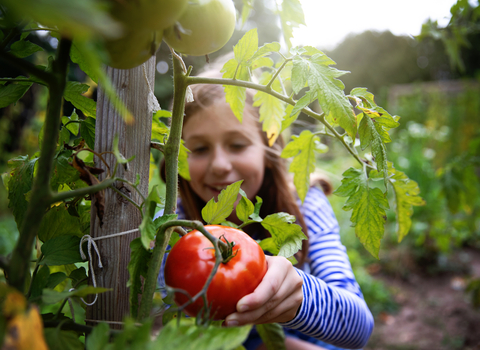 A young girl holding a large red organic tomato, still attached to the plant