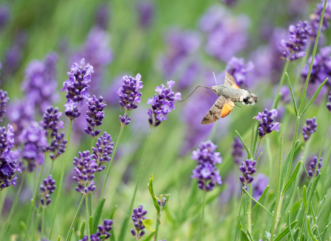 A hummingbird hawk-moth hovering in front of a lavender flower, its long proboscis extended to feed on nectar