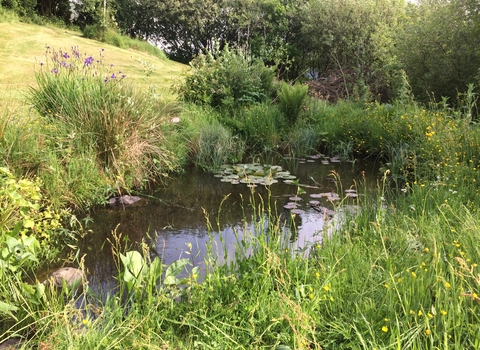 A wildlife pond at the bottom of a lawn, surrounded by lush vegetation