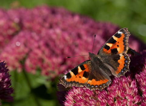 A small tortoiseshell resting on red flowers. It's a bright orange and brown butterfly, with a black and off-white pattern along the leading edge of the wings.