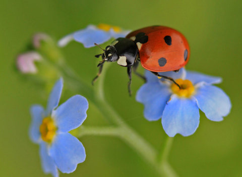 A 7-spot ladybird clambers between the bright flue flowers of a forget-me-not. The ladybird has red wing cases decorated with seven black spots