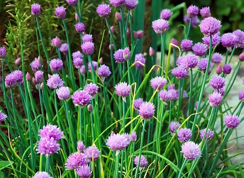 Flowering chives