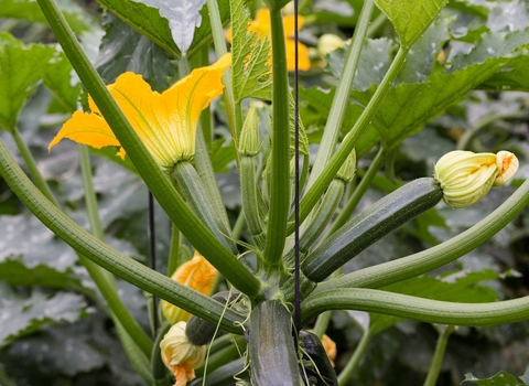 Courgettes