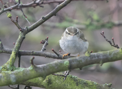 A yellow-browed warbler perched on a twig, looking towards the camera. It's a small warbler with a whitish belly and mossy green back, with a bright yellow stripe over the eye