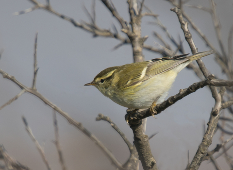 A yellow-browed warbler perched on a twig, poised to take off. It's a small warbler with a whitish belly and mossy green back, with a bright yellow stripe over the eye