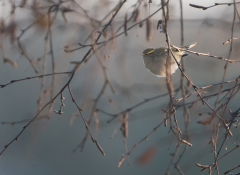 A yellow-browed warbler perched on a twig. It's a small warbler with a whitish belly and mossy green back, with a bright yellow stripe over the eye