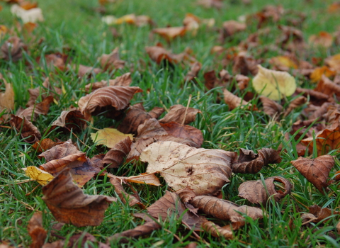 Autumn leaves