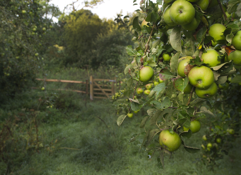An orchard, with a cluster of green apples on the branches and a wooden gate leading to a path between the trees