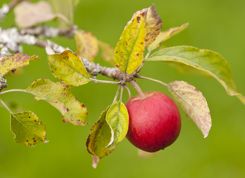 A bright red apple hanging from the branch of an apple tree, with a few green leaves still clinging to the branch