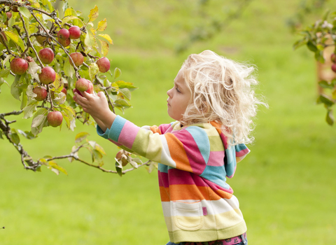 A young girl in a brightly coloured jumper reaches up to grab an apple from a tree