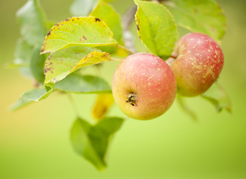 Two red apples hanging from a leafy branch