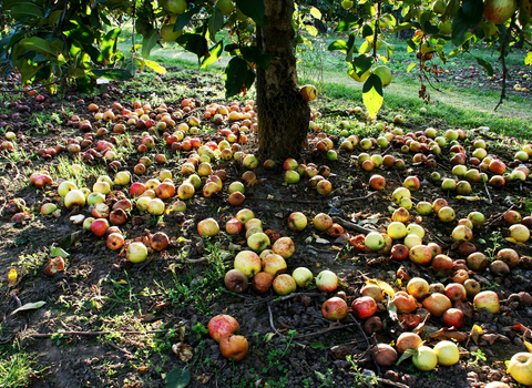 A large scattering of apples on the ground beneath an apple tree