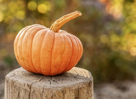 Pumpkin