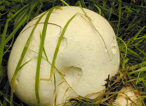 A giant puffball growing in a patch of grass. It's a football-shaped fungus with pockmarked, off-white skin