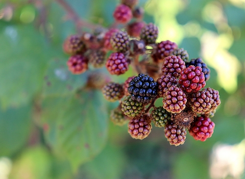 Blackberries (c) Jacques Gaimard