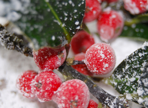 Red holly berries in snow