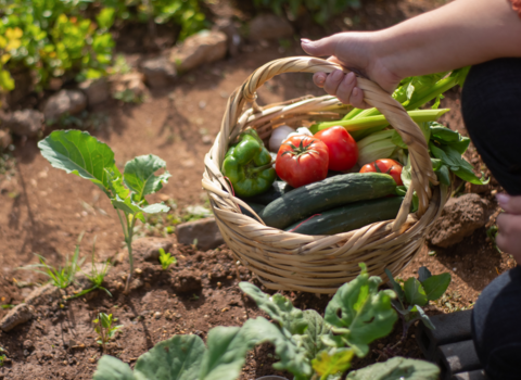 Hand holding basket of vegetables