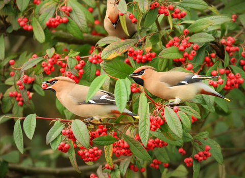 Waxwing