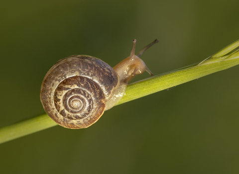 Snail across a stem