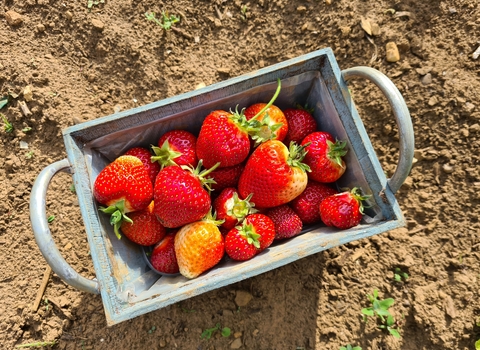 A box of strawberries