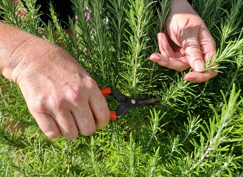 hands cutting rosemary