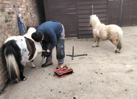farrier and ponies