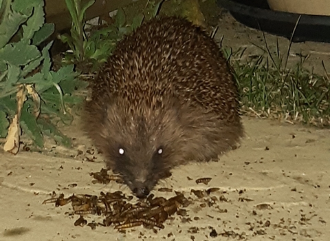 Old hedgehog at night