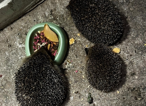 Three hedgehogs eating