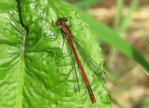 Damselfly on leaf