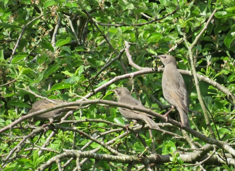 Young starlings in hedge