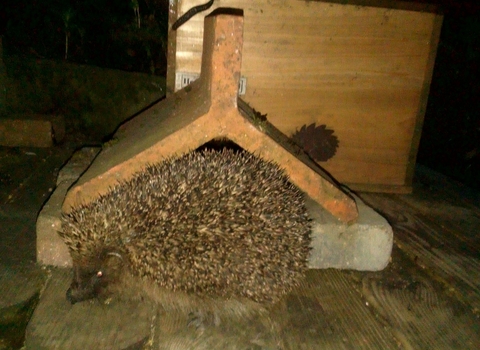 Hedgehog at night