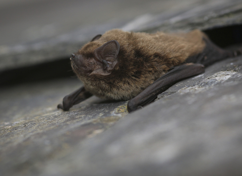 A bat