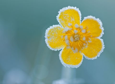 frost on buttercup