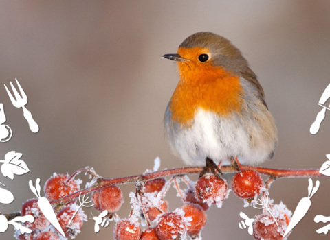 Robin on berries