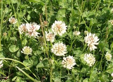 White clover flowers in grass