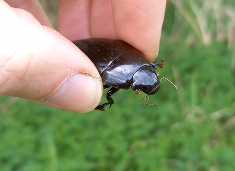 A male great silver water beetle held between a person's fingers