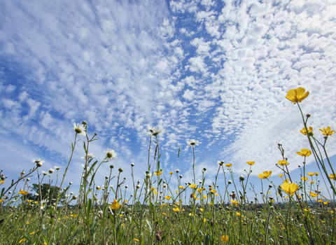 Wildflowers in a field against a blue sky