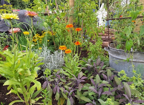 a mix of green plants