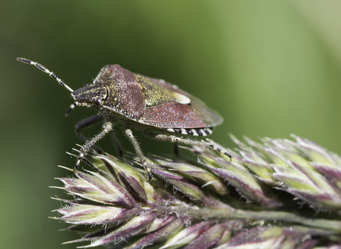 A hairy shieldbug standing on a grass head
