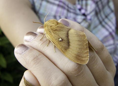 An oak eggar moth resting on woman's hand