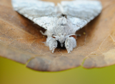 A pale tussock moth rests on a dead leaf, its fluffy legs held out in front of its body.