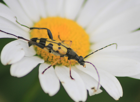 A black-and-yellow longhorn beetle on an oxe-eye daisy